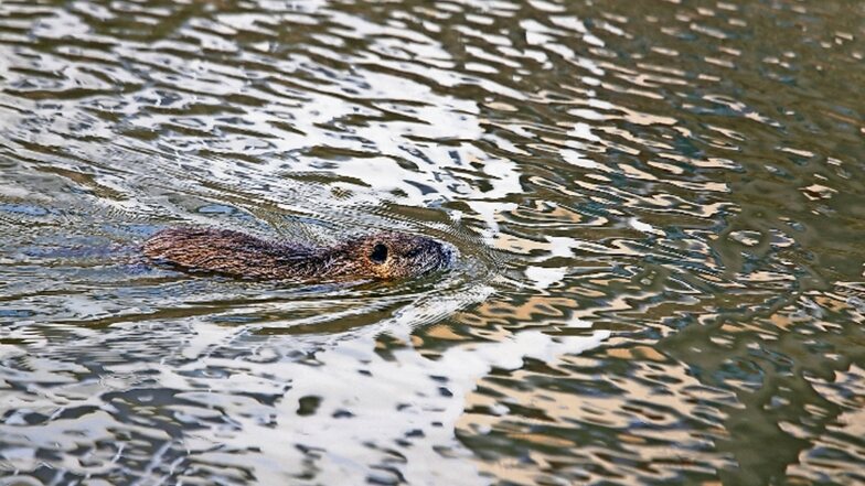 Ein Nutria schwimmt im Floßkanal in Gröditz. Der Abschuss der Tiere durch einen Jagdpächter sorgt für Verärgerung bei Tierfreunden.