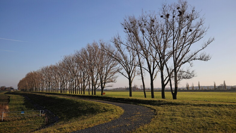Auf den ersten Bäumen der Pappelallee bei Lorenzkirch sind Nester zu erkennen. Hier brühten Saatkrähen.