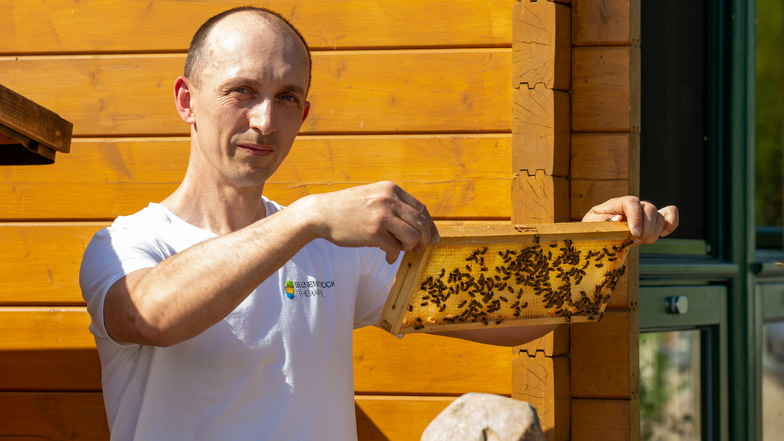 Hobbyimker Dirk Jäger zeigt eine Honigwabe. Nach dem kalten Frühling können die Bienen nun endlich Honig sammeln.