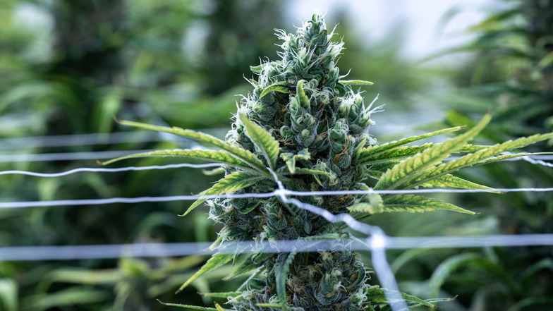 Die Ampel-Koalition hat die legale Besitzmenge beim eigenen Anbau von Cannabis verdoppelt.