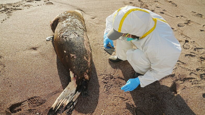 Nicht nur Vögel sterben an der grassierenden Vogelgrippe: Fast 600 Seelöwen sind in Peru an den Viren gestorben.
