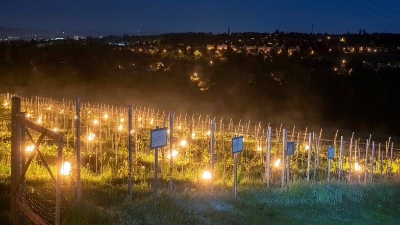 Volker Kahlert hat in der Nacht zum Dienstag 40 Feuertöpfe im Kaitzer Weinberg aufgestellt, die den Wein vor den frostigen Temperaturen schützen sollte.
