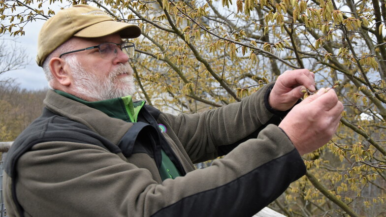 Bäume schützen statt fällen: Der ehemalige Forstarbeiter Helge Graßhoff ist jetzt als Ranger im Hainich unterwegs.