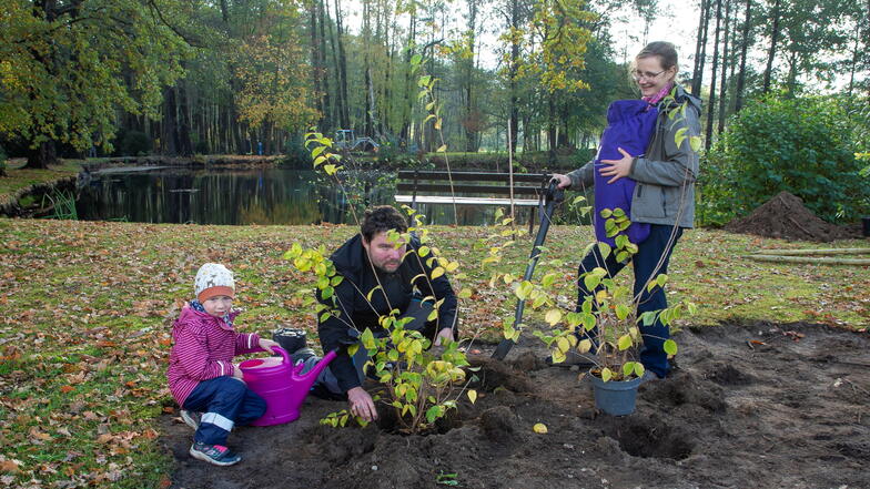 Falk Flößel und Christin Scheunert pflanzten mit ihren Kindern Elsa (4) und Aaron (sechs Monate) Sträucher für den Bienenpark Kraußnitz.