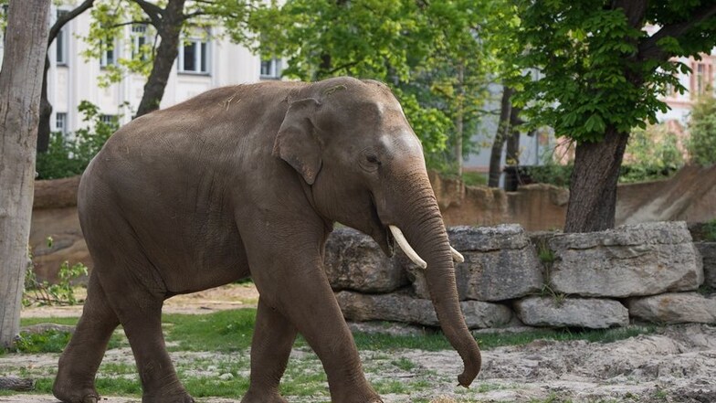 Zoo Leipzig hält an Elefantenzucht fest