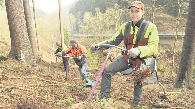 Waldarbeiter Rico Schneider und seine Kollegen bringen im Forstrevier Reinhardtsdorf junge Buchen in den Boden. Dazu benutzen sie einen eigentümlichen Pflanzspaten, den sogenannten Göttinger Fahrradlenker. Ob die Buchen gut wachsen können, hängt auch davo