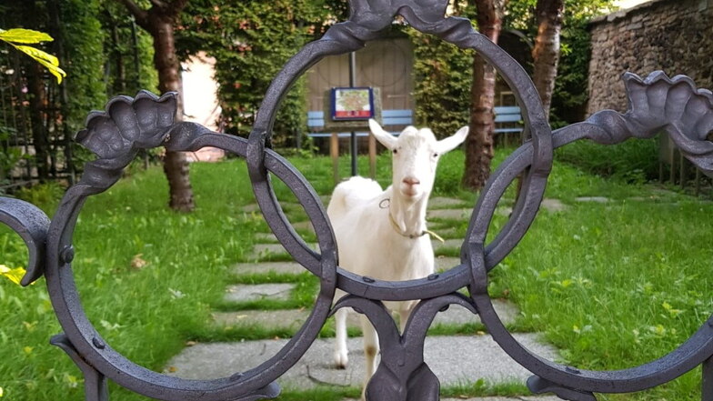 Am Freitagmorgen stand plötzlich eine Ziege im kleinen Park neben der Lessing-Gedenkstätte in Kamenz. Wem ist sie ausgebüxt?