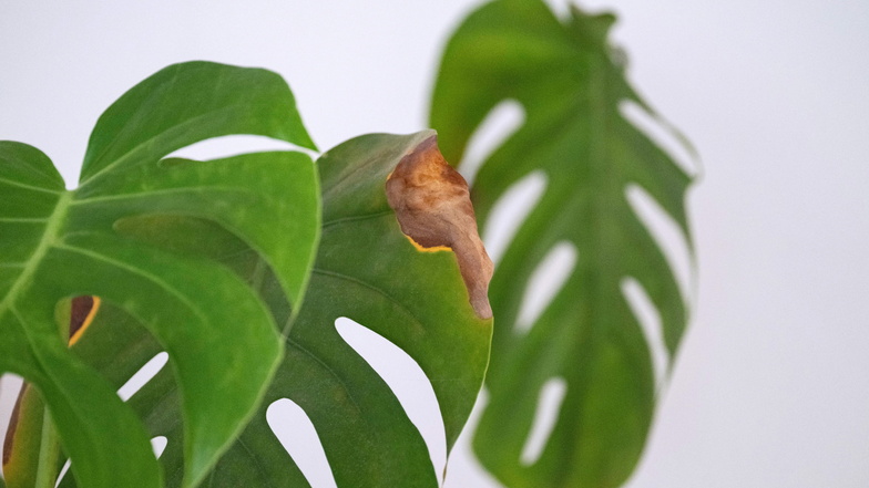 Bekommen die Blätter deiner Monstera braune Ränder oder rollen sie sich ein? Das könnte an einer zu niedrigen Luftfeuchtigkeit liegen.