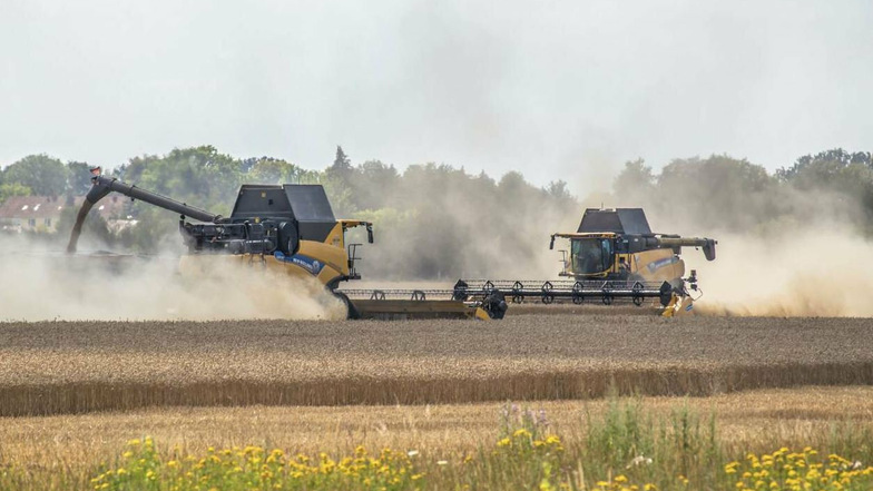Die Getreideernte zwischen Rothenburg und Nieder Seifersdorf läuft derzeit auf Hochtouren. Die Erträge versprechen besser zu werden als noch vor einem Jahr  auch, weil es zwar wieder ein trockenes, aber durchaus kein echtes Dürrejahr war.