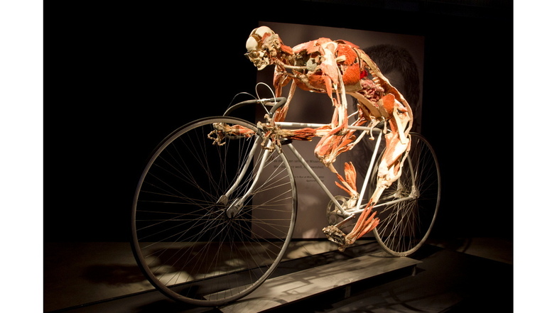 Ein toter Mensch auf einem Fahrrad. Mithilfe von Kunststoff wurde er für die Ausstellung Körperwelten haltbar gemacht.