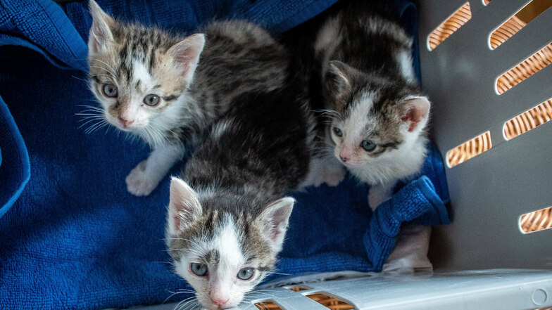 Drei kleine Katzenbabys werden derzeit von Michaela Filla von der Roßweiner Katzeninitiative versorgt. Sie rettete sie vor dem sicheren Tod.