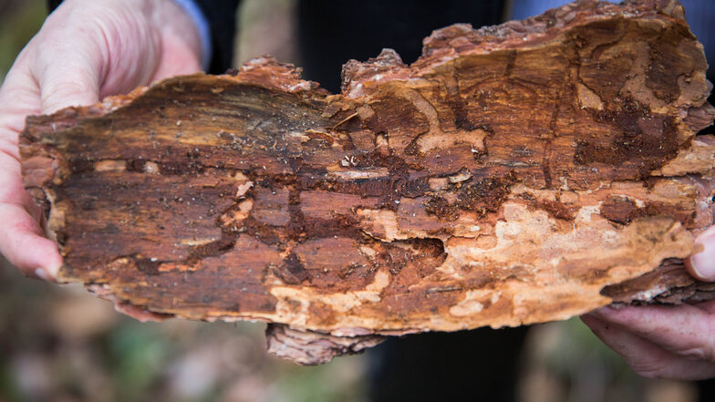 Vor allem an der Rinde ist der Befall durch Schädlinge erkennbar. Sie fressen sich durch das Holz. Im Inneren ist der Baum trotzdem kerngesund.