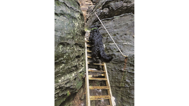 Gusti erklimmt ohne Hilfe eine Leiter in der Felsengasse im Bielatal.
