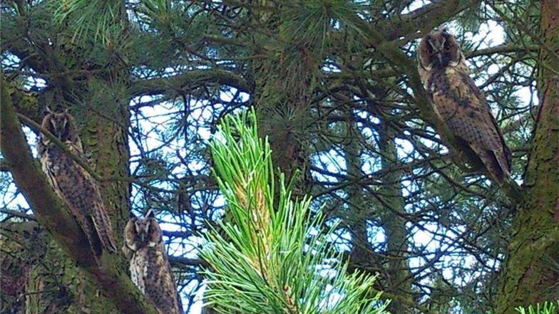 Suchbild: Wer entdeckt die drei jungen Waldohreulen sofort in dem Nadelbaum? Sie waren im vergangenen Jahr der Nachwuchs auf dem Friedhof in Bernstadt.