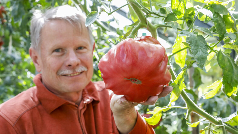 Riesentomate in Berthelsdorf. Walter Höhne zeigt sie. Es gibt etwa 25 Stück davon, die circa 800 Gramm wiegen. Er hat die Tomaten aus Mallorca mitgebracht, die Kerne in seinen Garten gesetzt.