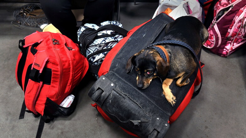 Flüchtlinge aus der Ukraine kommen auch mit ihren Haustieren. Für sie werden nun in Dresden Plätze gesucht.