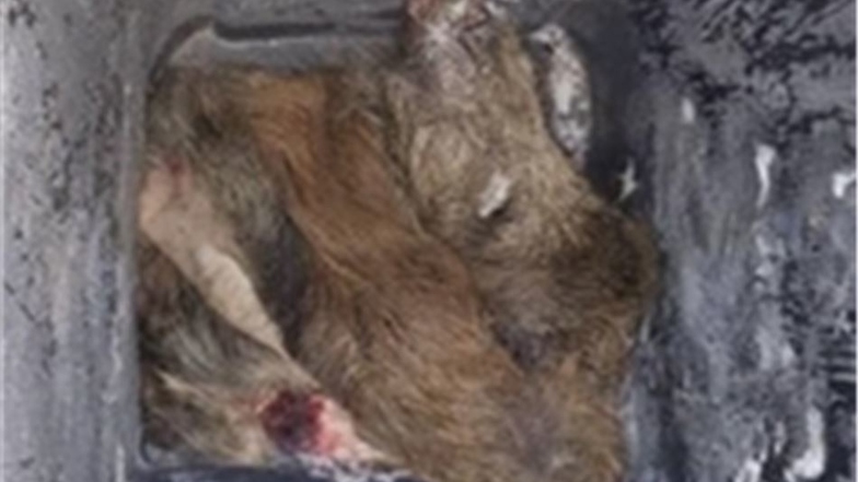 Teile eines Wildschweines wurden in den Biotonnen des Landkreises in den vergangenen Monaten gefunden.