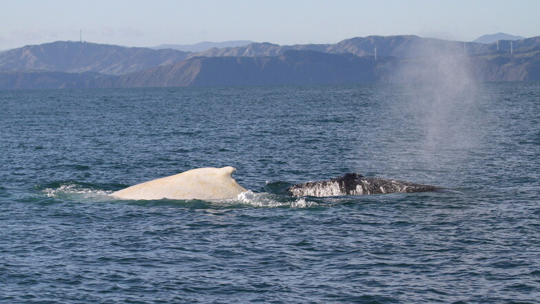 Weißer Wal vor Queensland gesichtet: Ist es der berühmte Migaloo?