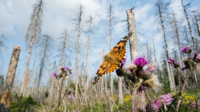 Ein Schmetterling sitzt in einem vom Borkenkäfer zerstörten Fichtenwald.