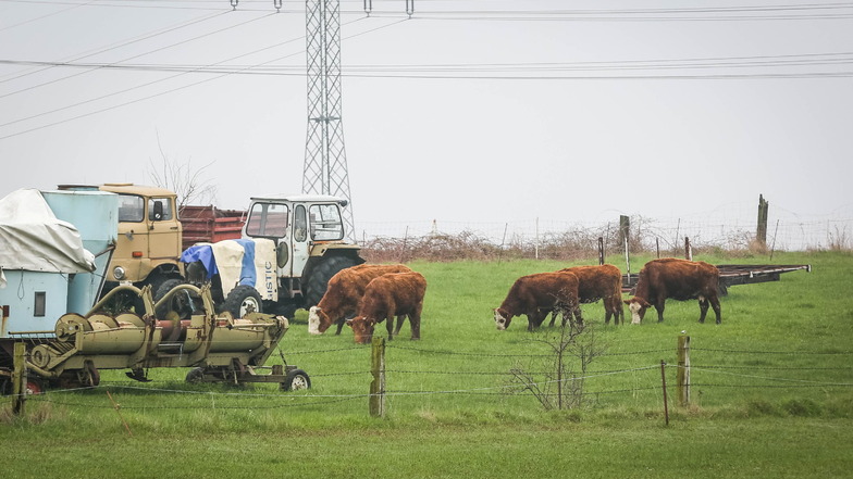 Auf dem Hof am Brückweg in Seifersdorf stehen die Rinder momentan auf einer Wiese. Augenscheinlich geht es ihnen besser.