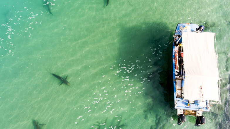 Mehrere Haie schwimmen vor Israels Mittelmeerküste neben einem Boot der Forscher von der Universität Haifa.