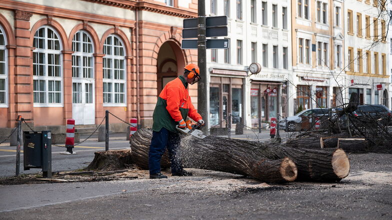 Früher als geplant fällten Mitarbeiter der Stadt und der Berufsfeuerwehr einen beschädigten Baum auf der Elisabethstraße.