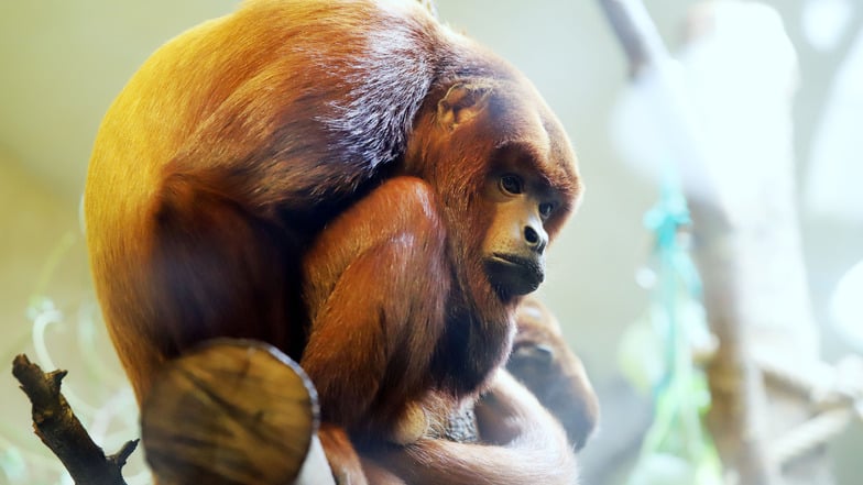 Zoo Dresden: Laut wird es nur selten