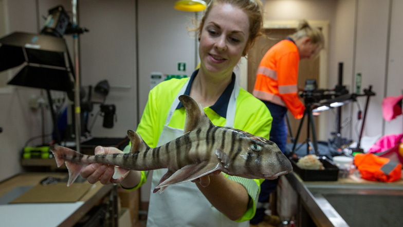 CSIRO-Mitarbeiterin Helen O·Neill hält den gestreiften Hornhai in ihren Händen.