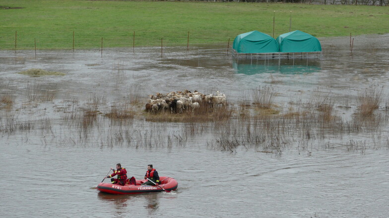 Vom Hochwasser eingeschlossen waren in Limmritz einige Schafe. Diese wurden auf einen höher gelegenen Bereich getrieben, da eine Rettung aufgrund der starken Strömung nicht möglich war.