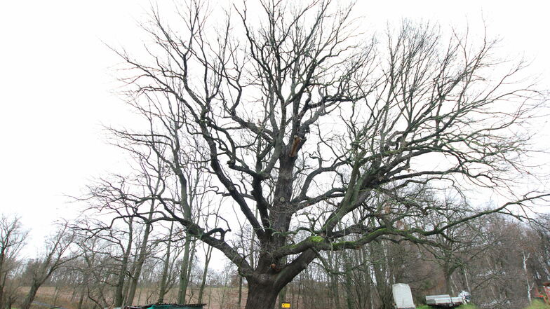 Ein prachtvoller Baum ist die Aueneiche bei Hermsdorf. Sie hat in den vergangenen 80 Jahren ordentlich an Größe zugelegt.
