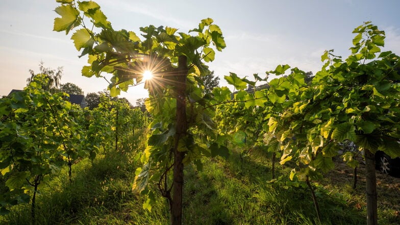 Einen herrlichen Sonnenuntergang zwischen den Rebzeilen konnten die Besucher im Weingut „Drei Herren" in Radebeul am Freitagabend erleben.