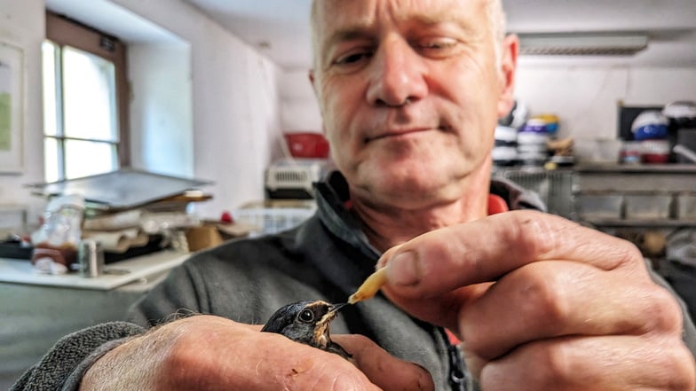 "Jede Minute zählt." Der Pirnaer Naturschutzhelfer Uwe-Jens Bartling päppelt eine Rauchschwalbe auf. Der Dauerregen ist für die Vögel lebensbedrohlich.