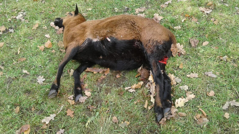 Eines der vier getöteten Barbados-Schafe aus Grünberg. 