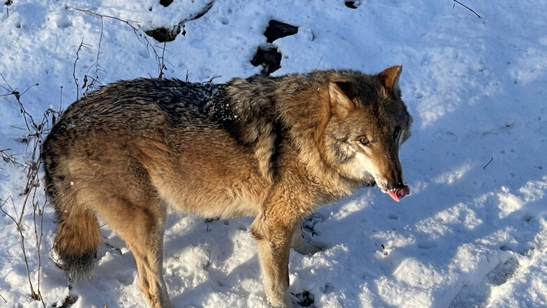 Der letzte Wolf im Wildgehege Moritzburg ist tot