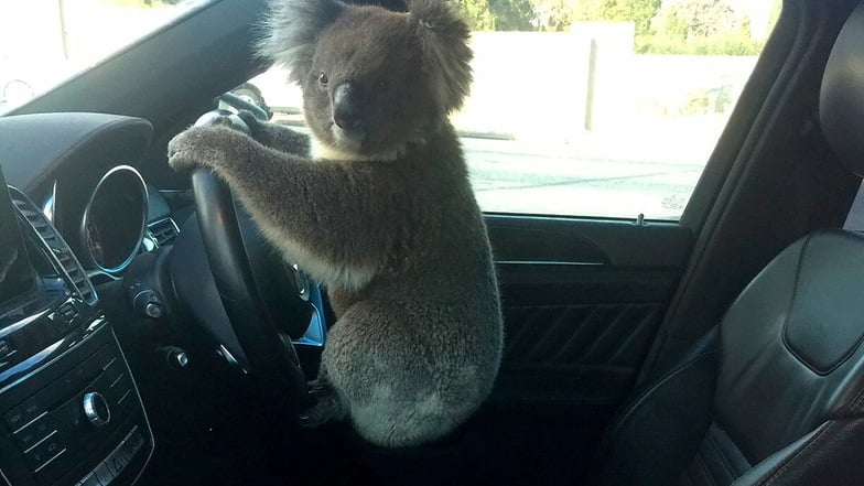 Ein Koala hockt im Wagen von Nadia Tugwell auf dem Lenkrad. Das Tier war gerettet worden, nachdem es beim Versuch, eine sechsspurige Autobahn zu überqueren, eine Massenkarambolage mit fünf Autos verursacht hatte.