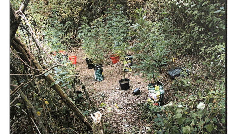 Cannabisversteck im Steinbruch: Bei Strehla wurde 2018 diese "Plantage" entdeckt. Gleich mehrere Gruppen kümmerten sich um die Pflanzen - auch fünf junge Männer aus Strehla.