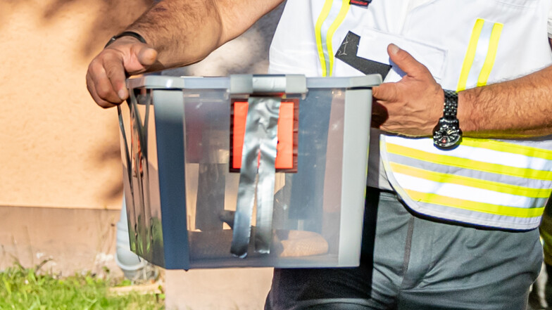 Reptilienexperte Roland Byner trägt die entwischte Monokelkobra in einem Behälter aus einem Hauseingang. 