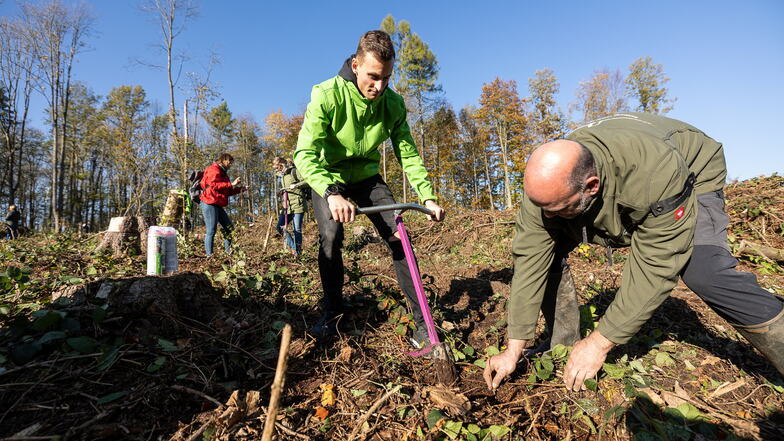 Schirmherr Karl Bebendorf und Olaf Kroggel, Projektleiter der Stiftung Wald für Sachsen pflanzen mit viele weiteren Freiwilligen kleine Bäume.