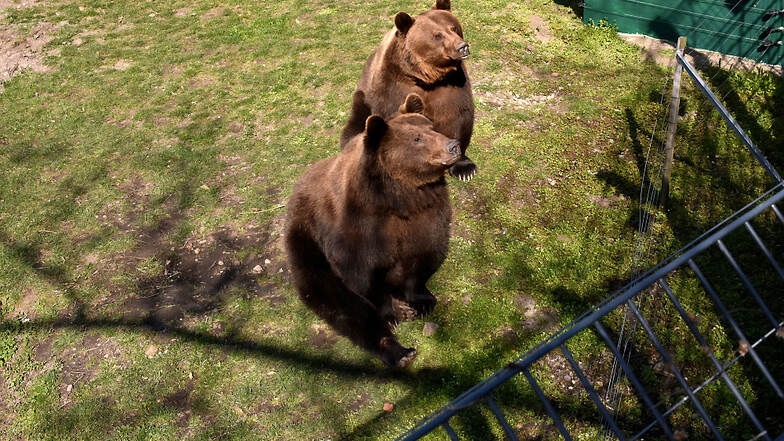 Die Bären Björn & Bengt im Zoo Hoyerswerda.