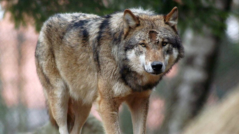 Sachsens CDU fordert Regulierung des Wolfsbestandes