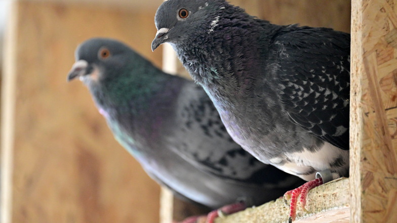 Tauben sitzen im Taubenschlag auf dem Dach eines Mehrfamilienhauses.