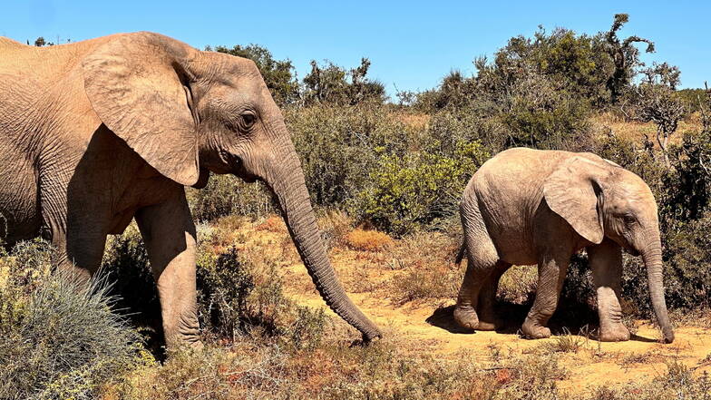 Im Addo Elephant National Park kommt man den Tieren ganz nahe.