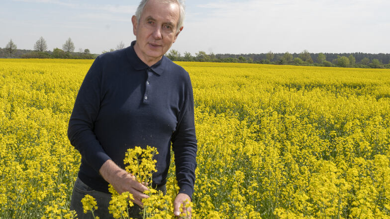 Gerhard Förster prüft den Raps auf einem Feld bei Kreinitz. Die Coronakrise drückt die Preise zusätzlich - ein Problem für die Landwirte.