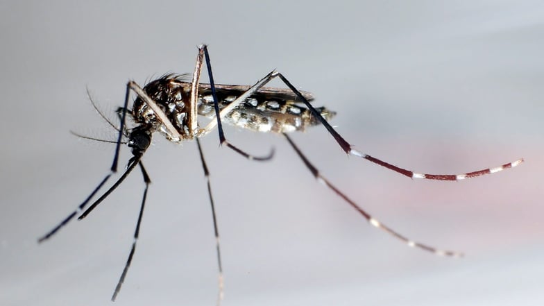 Die Gelbfiebermücke, Denguemücke oder Ägyptische Tigermücke überträgt verschiedene Krankheiten, darunter Dengue-Fieber, Gelbfieber und das Zika-Fieber.