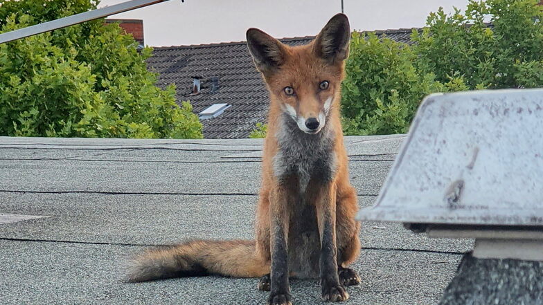 Ein Fuchs auf dem Dach - mitten in Berlin