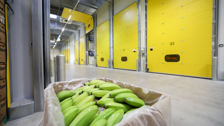Bananen werden noch grün geerntet und kommen dann in Deutschland in die Reifekammer – hier zum Beispiel in die von Edeka in Borna.