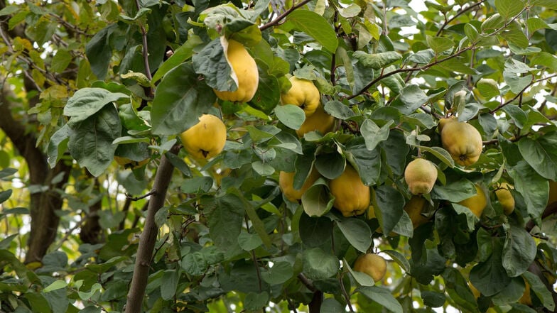 Der Quittenbaum ist sehr widerstandsfähig gegenüber Krankheiten und Schädlingen - sogar robuster als die eng mit ihm verwandten Apfel- und Birnenbäume.
