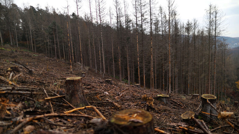 Dürre und die Borkenkäfer haben den Wäldern in den vergangenen Jahren schwer zugesetzt.