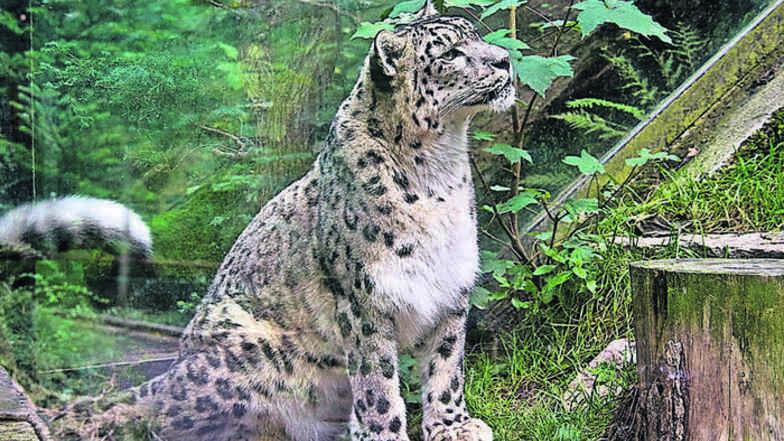 Zoo in Liberec wird erweitert - um ein „Tal der bedrohten Wildnis“