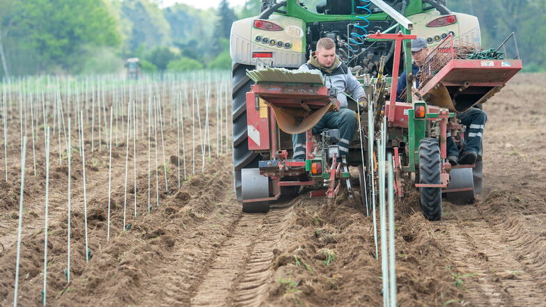 An der Köhlerstraße in Weinböhla wird ein 1,9 Hektar großer Weinberg mit Pinotin-Reben bepflanzt. Die GPS-gesteuerte Pflanzmaschine sorgt dafür, dass diese in exakten Abständen in den Boden kommen.